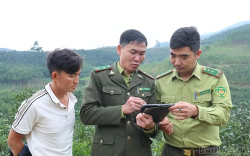 Diện tích trồng cây cà phê tự phát đặt ra nhiều thách thức cho công tác quản lý đất nông lâm nghiệp.