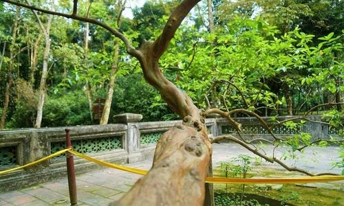 Cây ổi gần 100 năm tuổi với dáng uốn lượn độc đáo bên lăng mộ vua Lê Thái Tổ