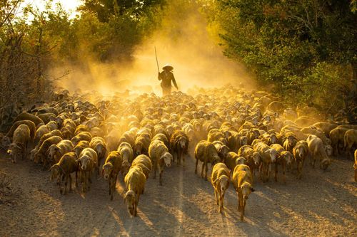 Tác phẩm: Ninh Thuận - vùng đất nắng gió khắc nghiệt - có thế mạnh chăn nuôi gia súc có sừng, trong đó cừu Ninh Thuận là giống cừu đặc trưng, duy nhất ở Việt Nam hiện nay. Ảnh: Lê Văn Minh/TTXVN