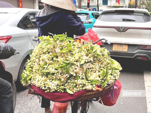 Hoa bưởi mang hương thơm đặc trưng của những khu vườn quê Bắc Bộ, chỉ một cây bưởi thôi cũng đủ lan tỏa mùi hương quyến rũ khắp những con ngõ gần xa. Ở Hà Nội, bưởi không được trồng phổ biến, thi thoảng mới bắt gặp một cây trong khuôn viên những ngôi biệt thự cũ, lặng lẽ nép mình nơi góc phố ít người để ý.