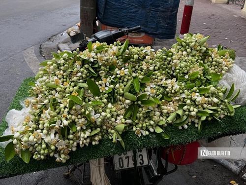 Đi ngang qua một gánh hoa bưởi ven đường, người đang vội vã đến mấy cũng vô thức đi chậm lại một nhịp, hít một hơi thật sâu để lồng ngực căng tràn cái thứ hương thơm đồng nội nồng nàn mà thanh tao ấy.