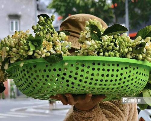 Tháng Ba rồi cũng sẽ qua nhanh, những gánh hoa bưởi trên phố sẽ dần thưa vắng. Nhưng mùi hương dịu dàng ấy vẫn kịp để lại một dấu ấn rất riêng trong lòng người Hà Nội một thứ hương thơm bình dị mà khó quên của phố phường khi mùa xuân khép lại.