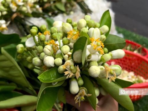 Hoa bưởi thường được người bán xếp thành từng chùm nhỏ, có khi là cả cành bưởi còn lấm tấm nụ trắng. Những gánh hoa giản dị ấy trở thành một phần rất riêng của Hà Nội mỗi độ tháng Ba về.