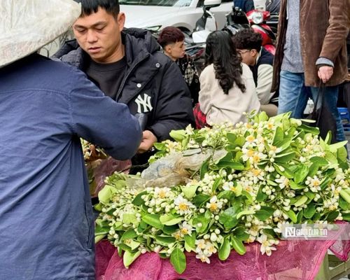 Anh Tuấn Minh (Hoàn Kiếm, Hà Nội) cho biết:“Tôi hay mua hoa bưởi để ướp trà. Công việc bận rộn nên những lúc ngồi uống một chén trà có hương bưởi thấy thư giãn hẳn. Nó như làm chậm lại nhịp sống một chút.”