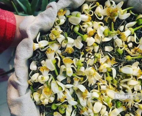 Có người nâng niu hoa bưởi để ướp trà. Những cánh hoa trắng khẽ xen trong lớp trà khô, chỉ qua một đêm đã thấm hương, để khi pha, chén trà dậy lên vị thanh khiết, như gom cả hơi thở của mùa vào trong từng ngụm nhỏ.