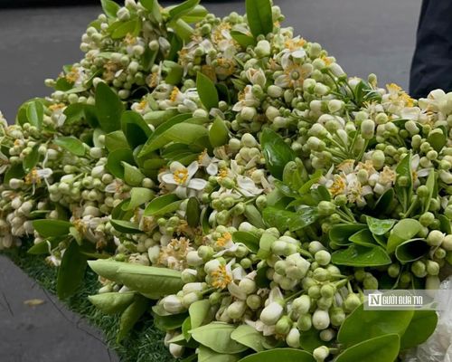 Những gánh hoa bưởi rong ruổi trên phố không chỉ mang theo một loài hoa theo mùa, mà còn chở theo cả ký ức, văn hóa và nhịp sống chậm giữa lòng Hà Nội đang ngày càng hối hả.