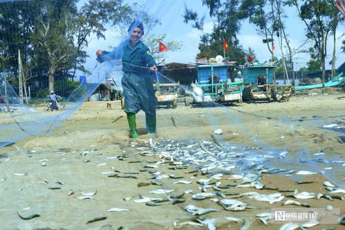 Giá nhiên liệu tăng khiến lợi nhuận giảm, nhưng ngư dân vẫn bám biển để giữ sinh kế.