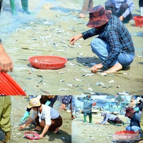 Ngư dân tất bật gỡ lưới để nhặt cá trích.