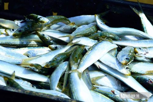 Mùa cá trích đem lại thu nhập tốt cho bà con ngư dân.