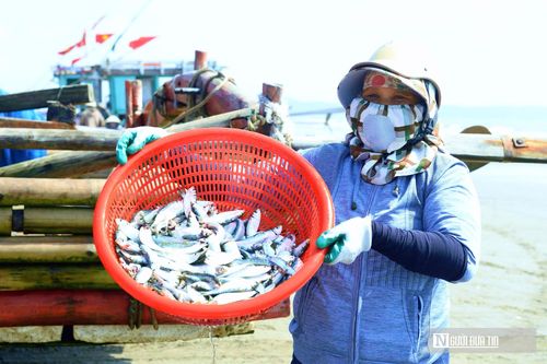 Những con cá trích tươi rói vừa lên bờ.