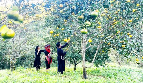 Phát triển sinh kế bền vững là giải pháp quan trọng giúp đồng bào các dân tộc thiểu số ở khu vực miền núi, vùng cao từng bước vươn lên thoát nghèo, ổn định cuộc sống. Ảnh: T.L
