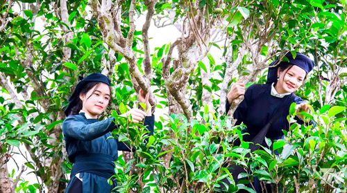 Phát triển cây chè Shan tuyết giúp người dân xã Đồng Phúc có thêm sinh kế, nâng cao thu nhập, đời sống. Ảnh: T.L
