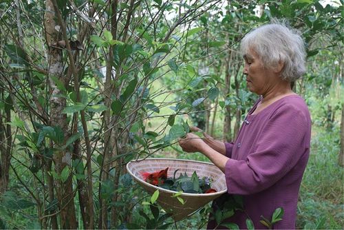  Thương hiệu và đặc sản chè Truồi nếu kết hợp làm du lịch sẽ tạo thêm hướng đi cho sản phẩm địa phương