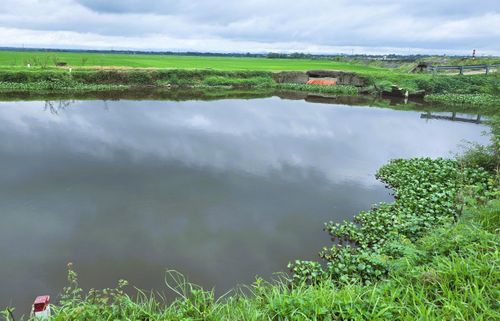 Đoạn tuyến dự án qua kênh mương thủy lợi, ruộng lúa.