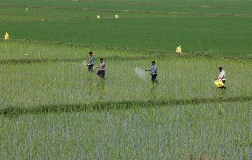 Phân bón từ vùng Vịnh đóng vai trò quan trọng với ngành nông nghiệp nhiều nước. Ảnh: Reuters