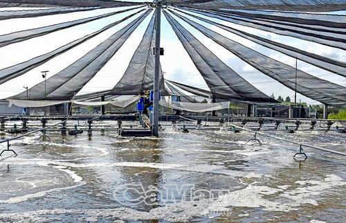 Cà Mau triển khai nhiều giải pháp chuyển đổi từ nuôi tôm truyền thống sang các mô hình tôm sinh thái, tôm hữu cơ đạt chứng nhận quốc tế.