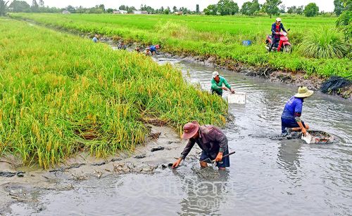 Ngành nông nghiệp chú trọng nâng cao hiệu quả mô hình lúa - tôm, để xây dựng thương hiệu gạo đặc sản sinh thái, chuyển từ tư duy “sản xuất nhiều” sang “sản xuất thông minh”.
