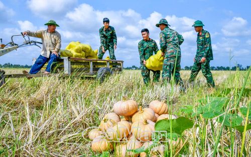 Cán bộ, chiến sĩ Bộ CHQS tỉnh Cà Mau khẩn trương vận chuyển bí rợ giúp bà con.