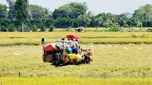  Nông dân xã Phú Tân, tỉnh An Giang thu hoạch lúa đông xuân. Ảnh: NAM KHÔI 