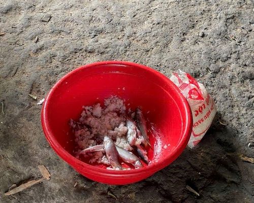 Loại cá ủ chua gây ngộ độc.