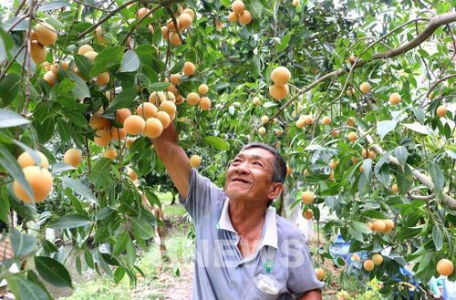 Nông dân Vĩnh Long làm chủ kỹ thuật, nâng cao giá trị cây thanh trà. Ảnh: Phúc Sơn-TTXVN