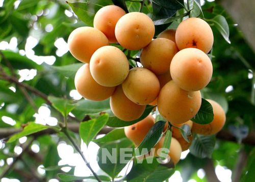 Quả thanh trà tại vườn. Ảnh: Phúc Sơn-TTXVN