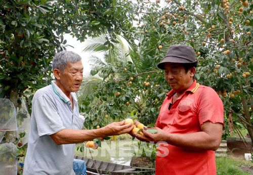 Nông dân Vĩnh Long làm chủ kỹ thuật, nâng cao giá trị cây thanh trà. Ảnh: Phúc Sơn-TTXVN