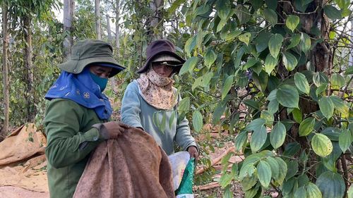 Hồ tiêu được thương lái thu mua với giá 140.000 - 150.000 đồng/kg.