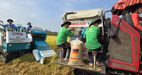Xăng dầu ảnh hưởng trực tiếp đến sản xuất, chế biến lúa gạo của nông dân, doanh nghiệp.