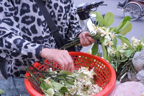 Hoa bưởi thường được người bán xếp thành từng chùm nhỏ, xen lẫn những cành bưởi còn lấm tấm nụ trắng và lá xanh.