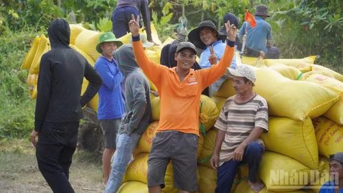 Nhờ liên kết, giá thu mua lúa của doanh nghiệp cao hơn thị trường, giúp nông dân giảm bớt áp lực.