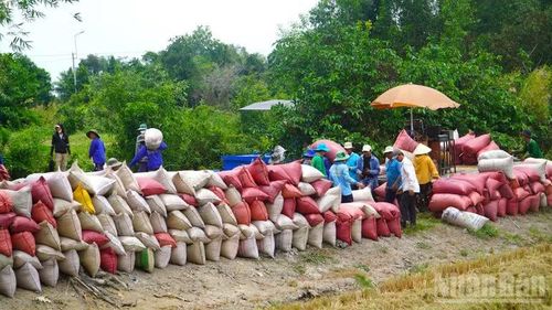 Các doanh nghiệp đang nỗ lực thu mua lúa cho nông dân nhưng mong muốn chính sách tín dụng thuận lợi hơn.