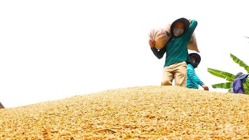 Chính sách tạm trữ lúa gạo được xem là giải pháp quan trọng để ổn định thị trường trong bối cảnh hiện nay.