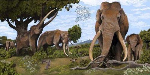 Vào khoảng 125.000 năm trước, châu Âu là nơi sinh sống của một loạt các loài động vật có kích thước khủng, bao gồm cả loài voi ngà thẳng khổng lồ (Palaeoloxodon antiquus). Loài này có kích thước to hơn voi hiện đại rất nhiều. Một số cá thể có trọng lượng lên tới 13 tấn. Đây là loài động vật có vú trên cạn lớn nhất của châu Âu thời tiền sử và đã tuyệt chủng từ lâu. Ảnh: Hodari Nundu, CC-BY-4.0.