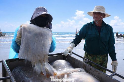 Nhờ trúng luồng sứa, chỉ sau 3 giờ đánh bắt, thuyền của ngư dân Lê Văn Hành (trú xã Hải Châu) đã thu được hơn 2 tạ sứa. “Năm nay sứa xuất hiện sớm, lại gần bờ nên rất dễ đánh bắt. Sứa được thương lái đặt mua trước, giá khoảng 15.000 đồng/kg nên tiêu thụ rất thuận lợi”, anh Hành chia sẻ.