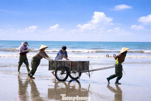 Từ khoảng 4 giờ sáng, ngư dân đã bắt đầu ra khơi. Đến 7 giờ, các bè mảng lần lượt cập bờ với những mẻ sứa tươi rói. Trên bãi biển, người dân nhanh chóng phân loại, vận chuyển và sơ chế, tạo nên khung cảnh lao động sôi động.
