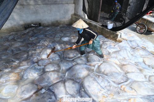 “Sau khi sơ chế phân loại, sứa được xử lý qua nhiều công đoạn như quay ly tâm, làm sạch, loại bỏ tạp chất trước khi đưa ra thị trường. Không chỉ tiêu thụ trong nước, sản phẩm còn được xuất khẩu, mang lại giá trị cao hơn nhiều so với sứa tươi”, bà Vinh cho hay.
