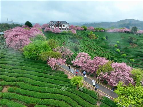 Hoa anh đào nở rộ tại tỉnh Phúc Kiến, Trung Quốc. Ảnh: THX/TTXVN