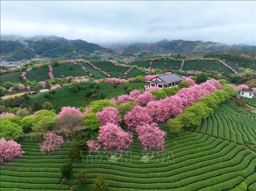 Hoa anh đào nở rộ tại tỉnh Phúc Kiến, Trung Quốc. Ảnh: THX/TTXVN