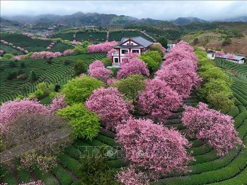 Hoa anh đào nở rộ tại tỉnh Phúc Kiến, Trung Quốc. Ảnh: THX/TTXVN