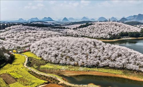 Hoa anh đào nở rộ tại tỉnh Quý Châu, Trung Quốc. Ảnh: THX/TTXVN