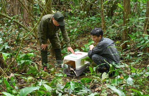 Động vật hoang dã trở về môi trường tự nhiên. Ảnh: VQG Cúc Phương