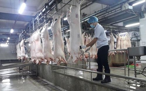 Các cơ sở giết mổ công nghiệp hoạt động chưa hết công suất. Ảnh: PV
