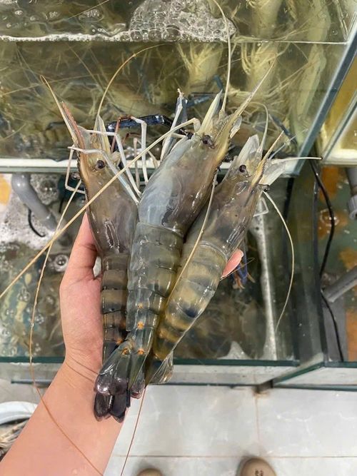 Tôm là mặt hàng có sự tăng trưởng trong những năm qua. Ảnh: Phong Đỗ