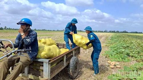 Từng bao bí đỏ nặng trĩu được các chiến sĩ Bộ Chỉ huy Quân sự tỉnh Cà Mau hỗ trợ vận chuyển nhịp nhàng.