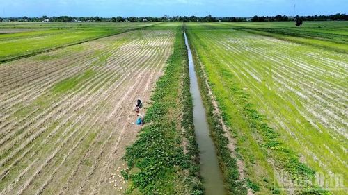 Cánh đồng bí đỏ bạt ngàn ở xã Khánh Bình (tỉnh Cà Mau) đến kỳ thu hoạch nhưng vắng bóng thương lái do chi phí vận chuyển tăng cao.