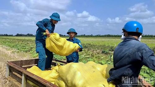 Không quản ngại cái nắng oi ả của những cuối tháng 3, các chiến sĩ xắn tay áo thu hoạch nông sản giúp nông dân Cà Mau.