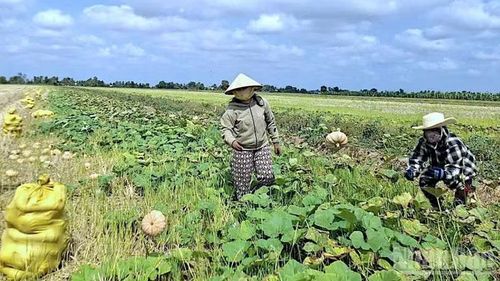 Những quả bí căng tròn, vàng ươm kết tinh mồ hôi của nông dân vùng ngọt Cà Mau nằm la liệt chờ người đến mua.