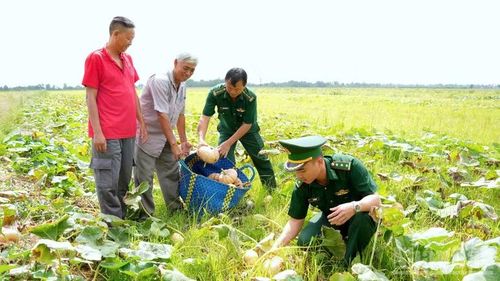Sắc áo lính điểm xuyết trên nền ruộng bí đỏ rực vàng xã Đá Bạc, tỉnh Cà Mau.