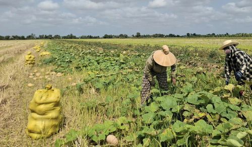  Bí đỏ của bà con nông dân xã Khánh Bình và Đá Bạc đã được "giải cứu" 